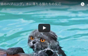 爆笑ネコ動画 かわいそうだけど面白い 猫がただひたすらに水に落ちる動画集が面白すぎてたまらないんだが メディア心理学mr Ty マーティ