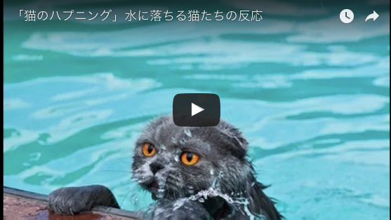 爆笑ネコ動画 かわいそうだけど面白い 猫がただひたすらに水に落ちる動画集が面白すぎてたまらないんだが マーティ